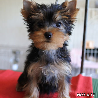 ヨークシャーテリア子犬