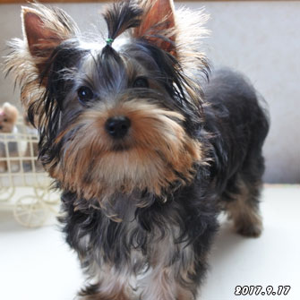 ヨークシャーテリア子犬