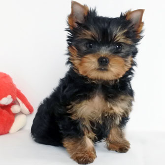 ヨークシャーテリア子犬
