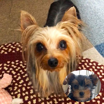 ヨークシャーテリアの子犬