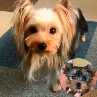 ヨークシャーテリアの子犬