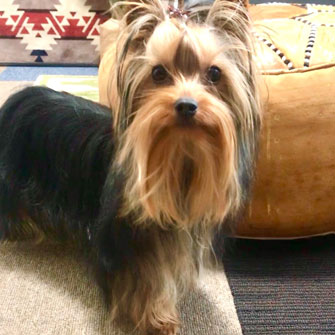 ヨークシャーテリアの子犬