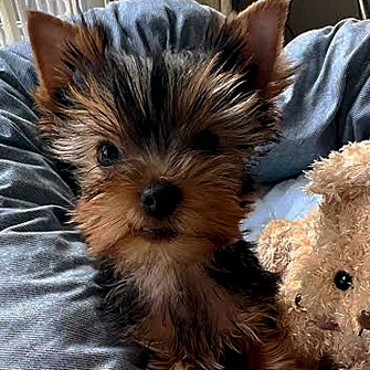ヨークシャーテリアの子犬