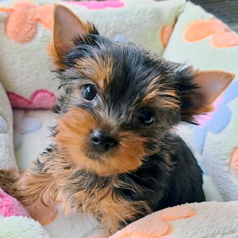 ヨークシャーテリアの子犬