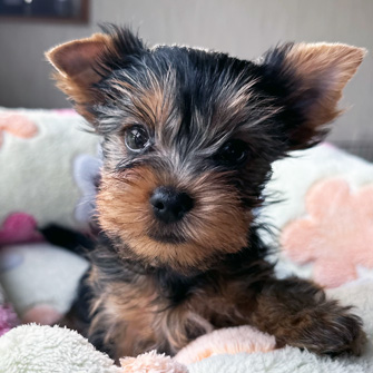 ヨークシャーテリアの子犬