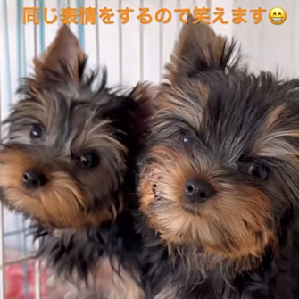 ヨークシャーテリアの子犬