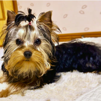 ヨークシャーテリアの子犬