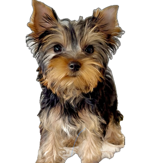 ヨークシャーテリアの子犬