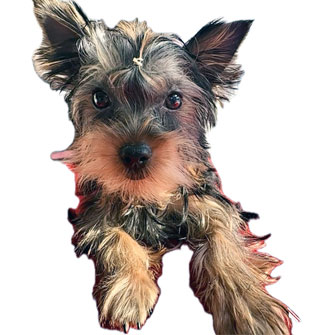 ヨークシャーテリアの子犬