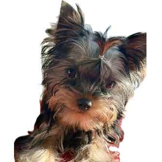 ヨークシャーテリアの子犬