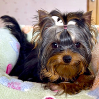 ヨークシャーテリアの子犬